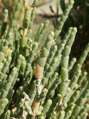 Salicornia littorea