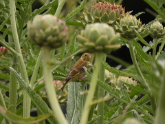 Chloris chloris