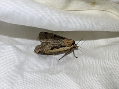 Parabagrotis