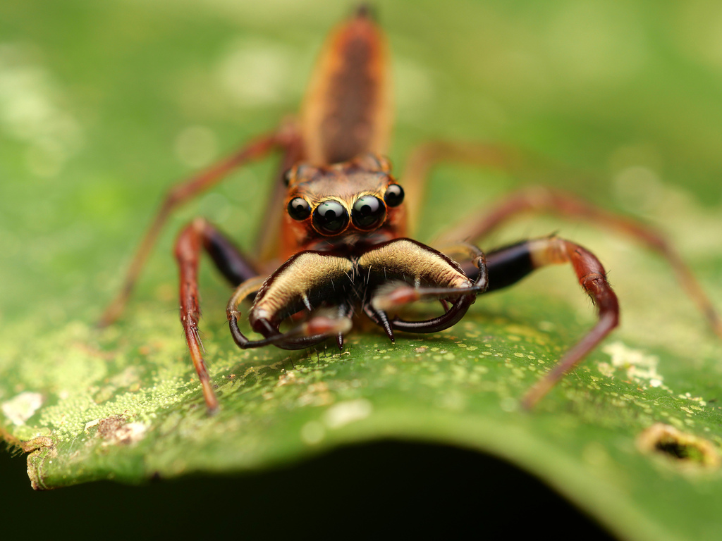 Bathippus madang