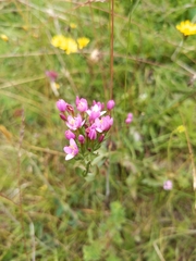 Centaurium erythraea