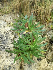 Plantago carnosa