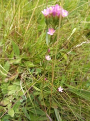 Centaurium erythraea