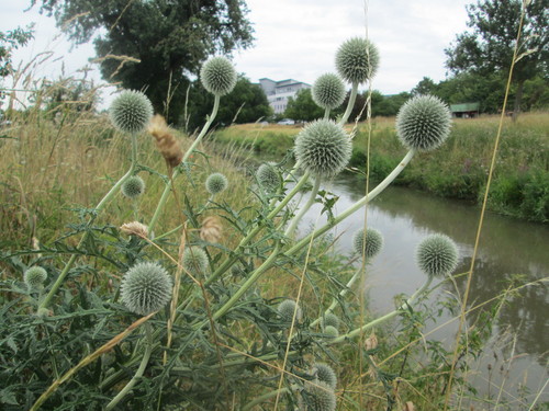 Tall globethistle (Echinops exaltatus)