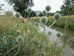 Echinops exaltatus