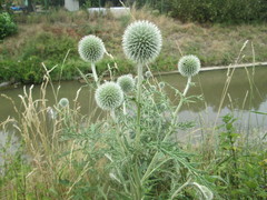 Echinops exaltatus