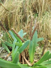 Plantago carnosa