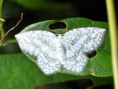 Leucodrepana serratilinea