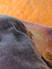 Drosophilinae