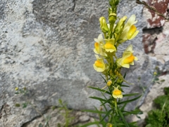 Linaria vulgaris