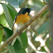Monarca de Anteojos - Photo (c) David Cook Wildlife Photography, algunos derechos reservados (CC BY-NC)