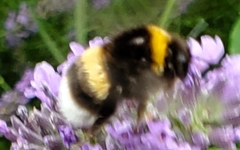 Bombus