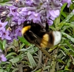 Bombus