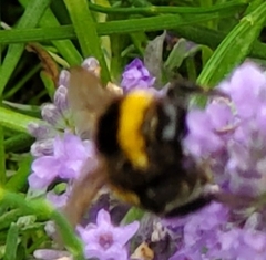Bombus