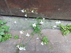 Lobelia erinus