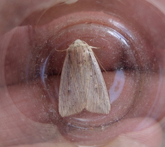 Leucania joannisi