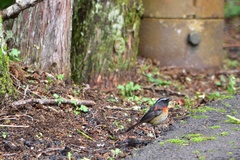 Tarsiger johnstoniae