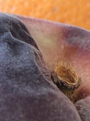 Drosophilinae