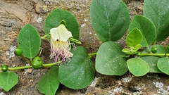 Capparis orientalis