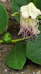 Capparis orientalis