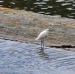 Egretta garzetta