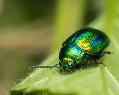 Oreina cacaliae