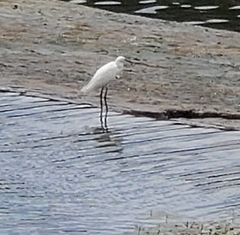Egretta garzetta