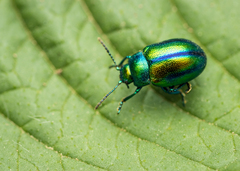 Oreina cacaliae