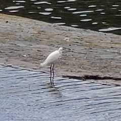 Egretta garzetta