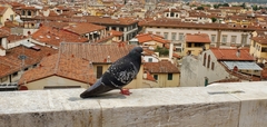 Columba livia domestica