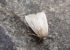 Leucania joannisi