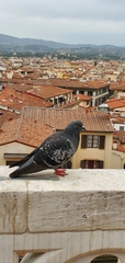 Columba livia domestica