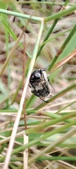 Oxythyrea funesta