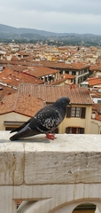 Columba livia domestica