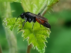 Arachnospila