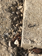 Aphaenogaster senilis