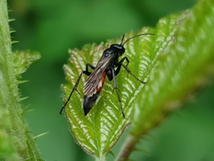 Arachnospila