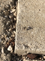 Aphaenogaster senilis
