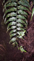 Asplenium boltonii