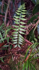 Asplenium boltonii
