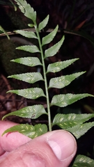 Asplenium boltonii
