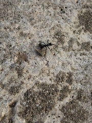 Aphaenogaster senilis