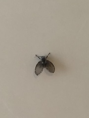 Clogmia albipunctata
