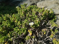 Delosperma patersoniae