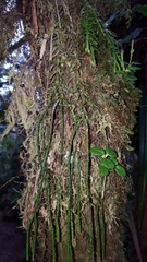 Phlegmariurus ophioglossoides