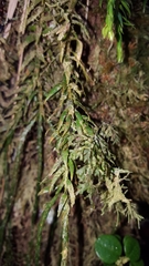 Phlegmariurus ophioglossoides