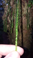 Phlegmariurus ophioglossoides