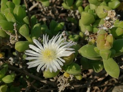Delosperma patersoniae