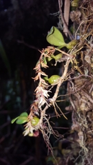 Bulbophyllum nutans