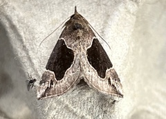 Hypena manalis